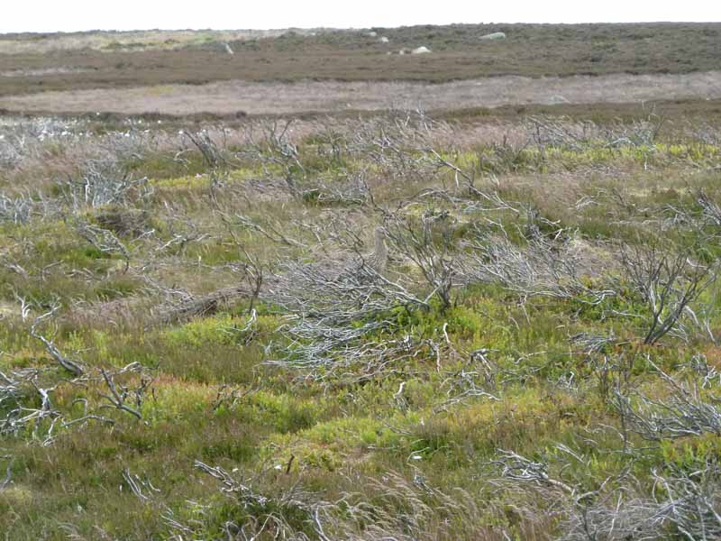 Curlew